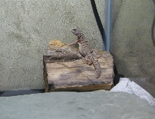Tut enjoying the rays
