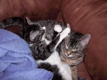 Vicious attack cats (yeah, right)