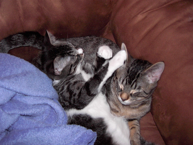 Vicious attack cats (yeah, right)