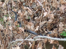 blk racer