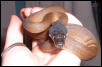 White-lipped python
