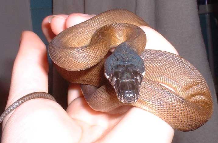 White-lipped python