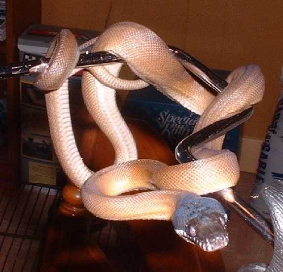 White-lipped python