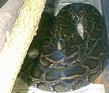 Female Burm