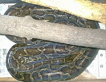 Female Burm