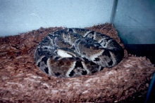 BOTHROPS ASPER