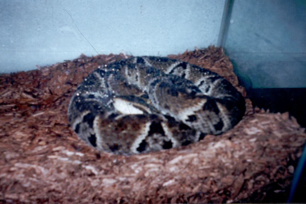 BOTHROPS ASPER