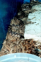 SINITICUS