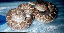 C.B 98