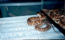GUYANA BOTHROPS ATROX