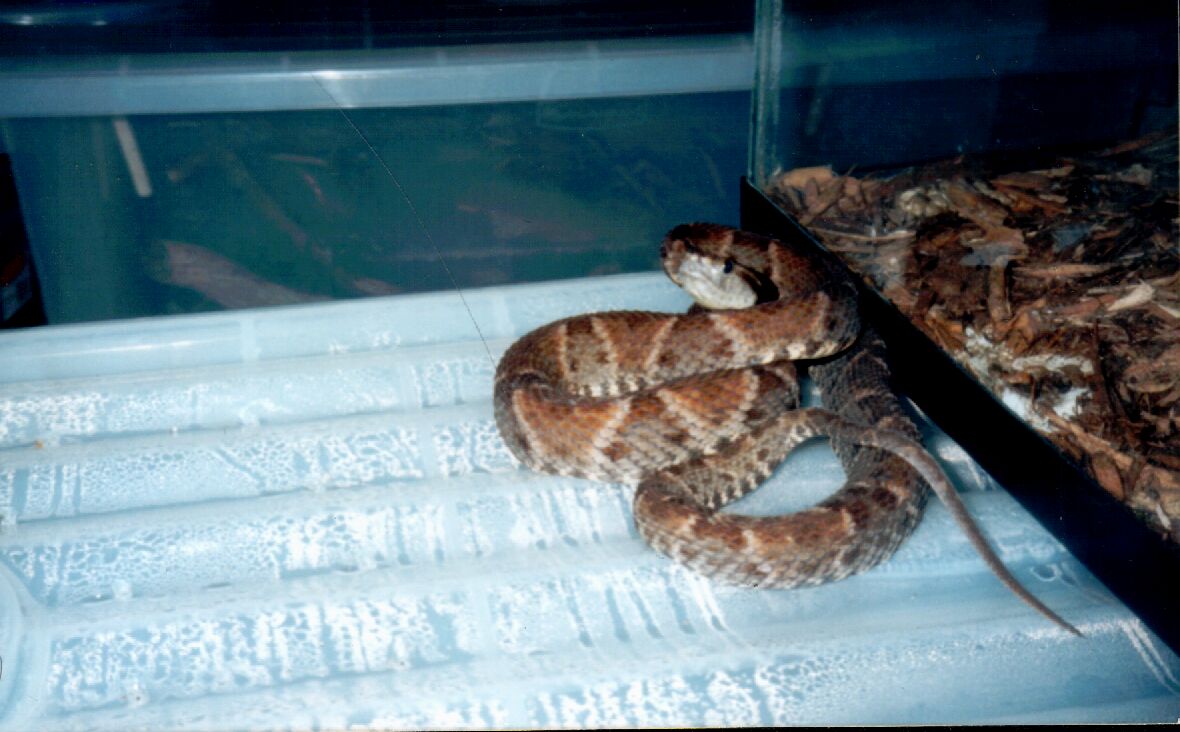 GUYANA BOTHROPS ATROX