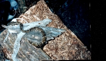 GUYANA BOTHROPS ATROX MALE