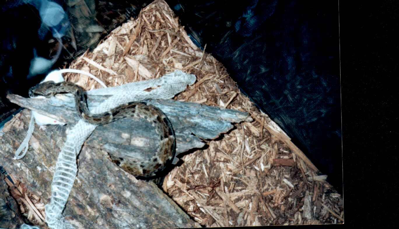 GUYANA BOTHROPS ATROX MALE