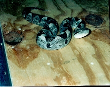 HONDURAS NUMMIFER NUMMIFER