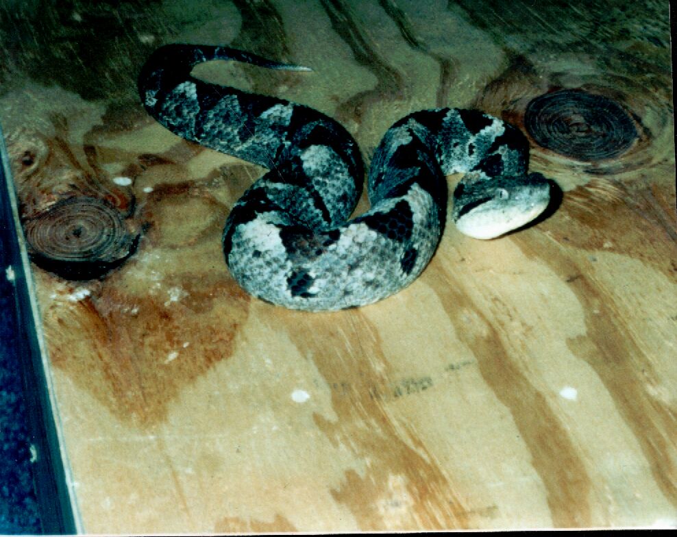 HONDURAS NUMMIFER NUMMIFER