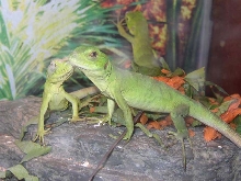 Baby Mexican Black Spinney-tailed Iguanas