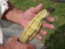 Bananna Phase Ctenosaura Pectinata