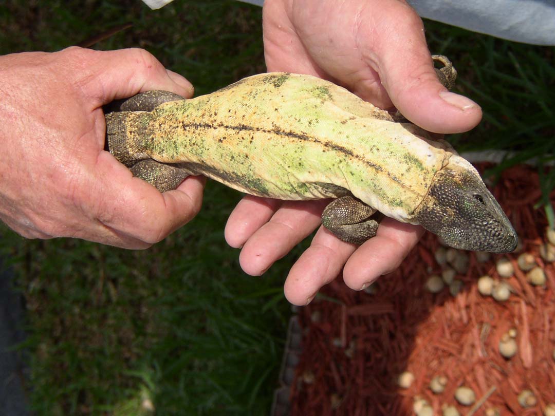 Bananna Phase Ctenosaura Pectinata another Pic