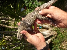 Ctenosaura hemilopha conspicuosa