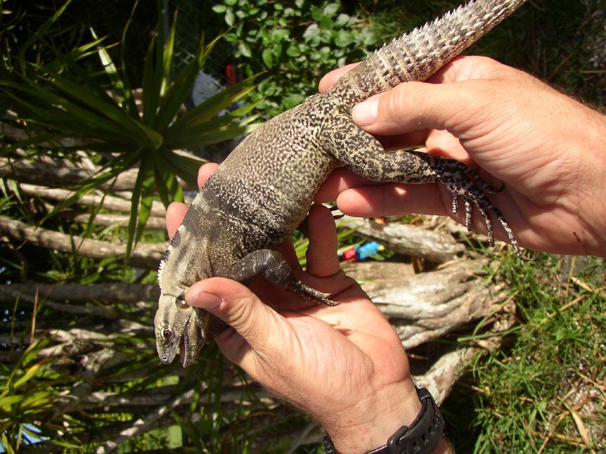 Ctenosaura hemilopha conspicuosa