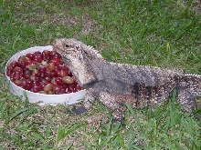 Female Cyclura Camenensis X Lewisi