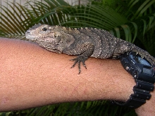 Baby Male  Cyclura Camenensis X Lewisi