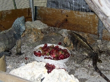 Male and Female Cyclura Camenensis X Lewisi