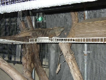 Female Lewisi Hybrids