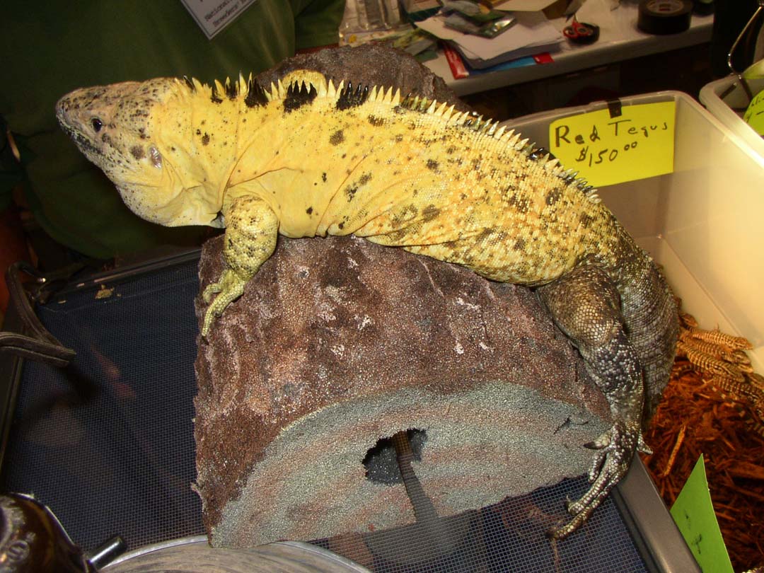 Daytona Show 2007 Banana Iguana