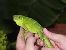 C. Pectinata