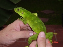 Baby C. Pectinata