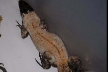 What was formerly thought to be a Banana Phase C. Pectinata