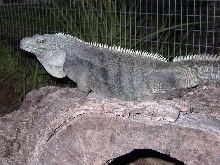 Lewis the Male Lewisi Hybrid