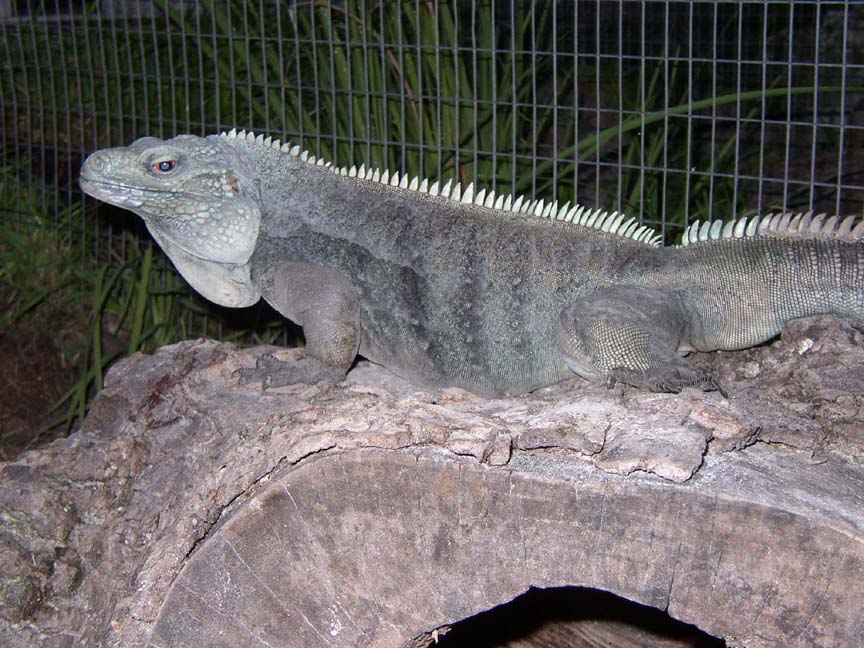 Lewis the Male Lewisi Hybrid