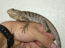 Baby Cyclura Lewisi Hybrid 09/20/06