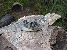 Liz the Female Lewisi Hybrid