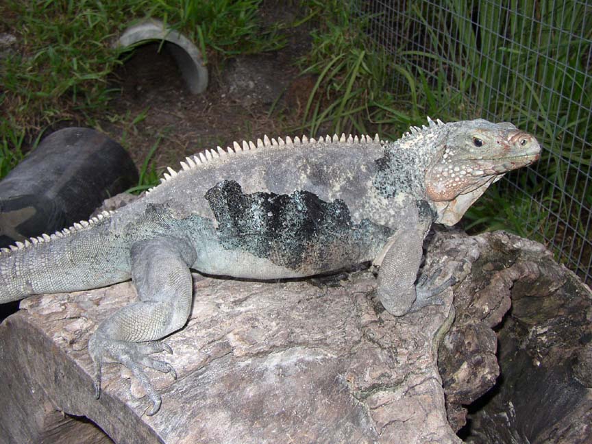 Liz the Female Lewisi Hybrid