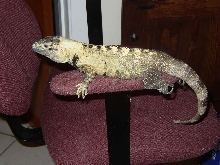 Male Banana C. Pectinata
