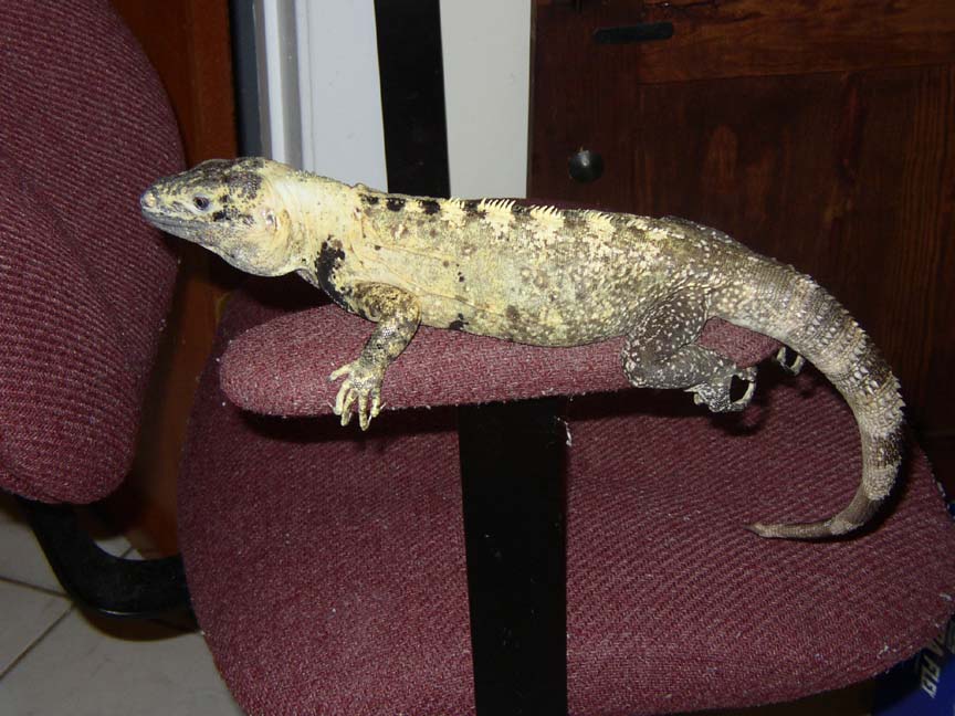 Male Banana C. Pectinata