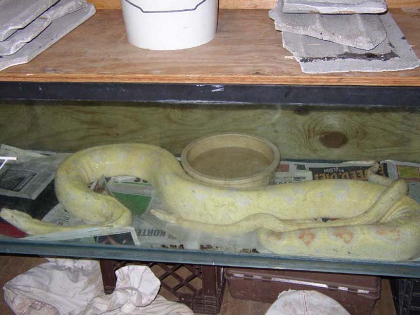 Albino Boas