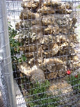 Cyclura & Ctenosaura Cage 12