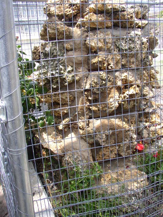Cyclura & Ctenosaura Cage 12