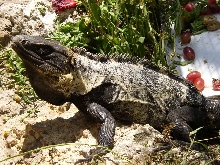 High White Adult Male C. Pectinata