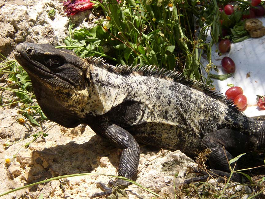 High White Adult Male C. Pectinata