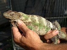 Nice Female C. Pectinata