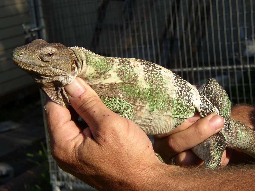Nice Female C. Pectinata