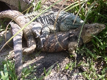 Cycluras Breeding