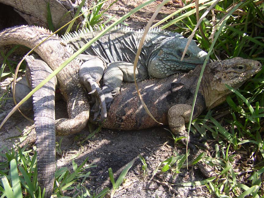 Cycluras Breeding