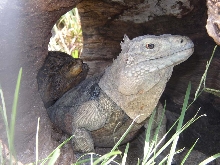 Cyclura & Friend