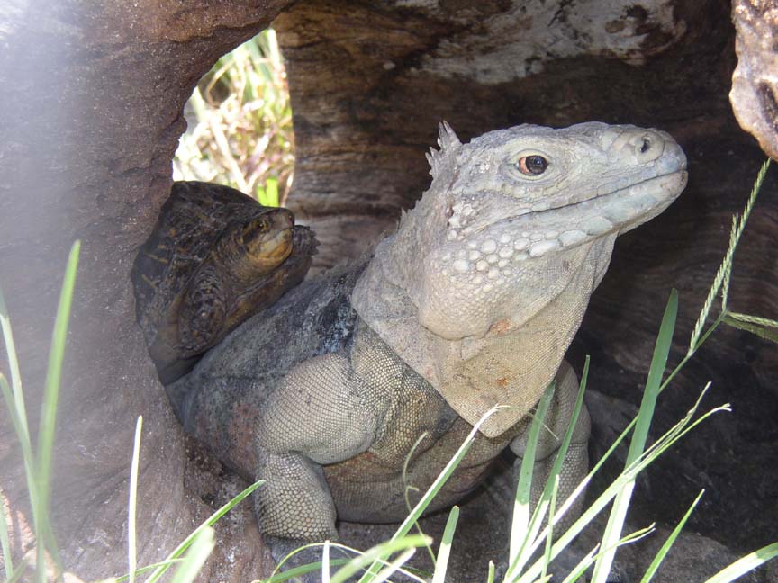 Cyclura & Friend